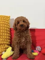 Teddy, a male Miniature Goldendoodle for sale in Los Angeles, CA – Photo 2 of 5