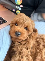 Teddy, a male Miniature Goldendoodle for sale in Los Angeles, CA – Photo 5 of 5