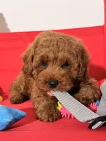 Teddy, a male Miniature Goldendoodle for sale in Los Angeles, CA – Photo 3 of 5