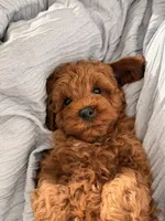 Teddy, a male Miniature Goldendoodle for sale in Los Angeles, CA – Photo 4 of 5