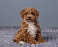 Toby, a female Cavapoo for sale in Los Angeles, CA – Photo 2 of 2