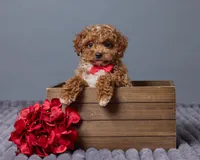 Toby, a female Cavapoo for sale in Los Angeles, CA – Photo 1 of 2