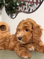 Winston, a male Poodle - Toy  and Miniature Goldendoodle for sale in Los Angeles, CA – 4 of 8
