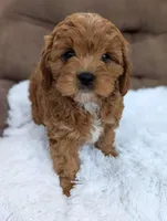 Cookie, a female Cavapoo for sale in Los Angeles, CA – Photo 2 of 4
