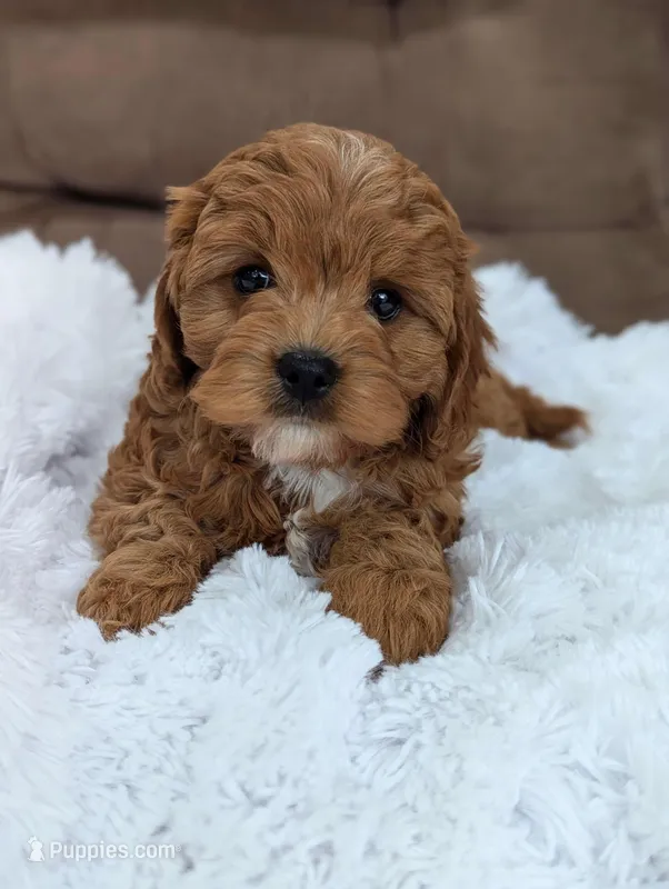 Cookie – Cavapoo puppy for sale in Los Angeles, CA