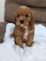 Cookie, a female Cavapoo for sale in Los Angeles, CA – Photo 4 of 4