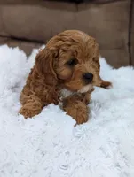 Cookie, a female Cavapoo for sale in Los Angeles, CA – Photo 3 of 4