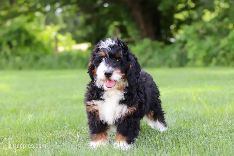 Baxter – Miniature Bernedoodle puppy for sale in Los Angeles, CA