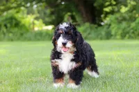 Baxter, a male Miniature Bernedoodle for sale in Los Angeles, CA – 1 of 3