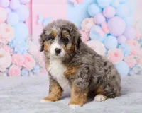 Bubbles, a female Miniature Bernedoodle for sale in Los Angeles, CA – 4 of 4