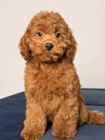 Sunny, a female Cavapoo and Poodle - Toy  for sale in Los Angeles, CA – 3 of 4