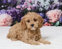 Carrie, a female Cavapoo for sale in Los Angeles, CA – 4 of 5