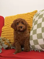 Chewy, a male Cavapoo and Poodle - Toy  for sale in Los Angeles, CA – 7 of 7
