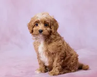 Rusty, a male Cavapoo and Poodle - Toy  for sale in Los Angeles, CA – 2 of 3