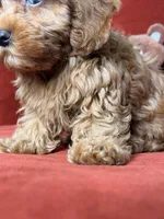 Jamie, a female Cavapoo and Poodle - Toy  for sale in Los Angeles, CA – 4 of 10