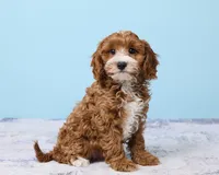 Pookie, a male Cavapoo and Poodle - Toy  for sale in Los Angeles, CA – 5 of 5