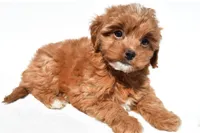 Twinkle, a female Cavapoo and Poodle - Toy  for sale in Los Angeles, CA – 2 of 4