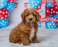 Daisy, a female Cavapoo for sale in Los Angeles, CA – 5 of 5