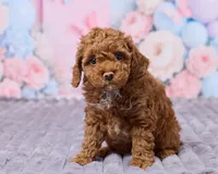 Luna, a female Poodle - Toy  for sale in Los Angeles, CA – Photo 2 of 4