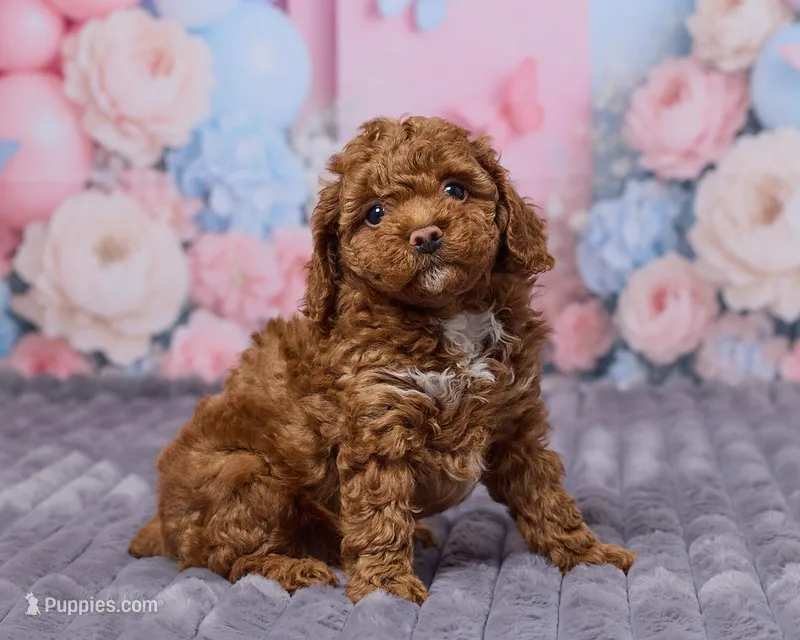 Luna – Poodle - Toy  puppy for sale in Los Angeles, CA