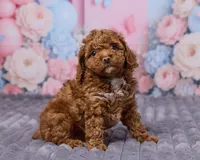 Luna, a female Poodle - Toy  for sale in Los Angeles, CA – Photo 1 of 4
