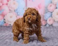 Luna, a female Poodle - Toy  for sale in Los Angeles, CA – Photo 3 of 4