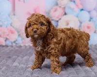 Luna, a female Poodle - Toy  for sale in Los Angeles, CA – Photo 4 of 4
