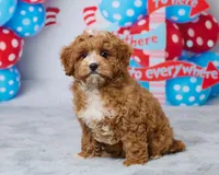 Rosie, a female Cavapoo for sale in Los Angeles, CA – 3 of 3
