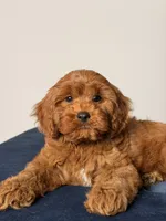 Aurora, a female Cavapoo and Poodle - Toy  for sale in Los Angeles, CA – 4 of 6