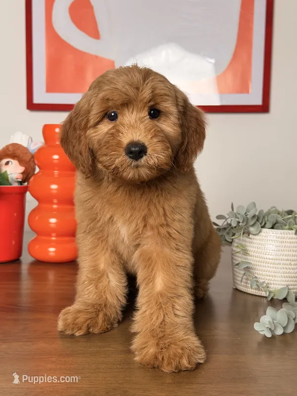 Bella - F1 – Goldendoodle, Miniature Goldendoodle puppy for sale in Los Angeles, CA