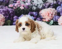 Miranda, a female Cavapoo for sale in Los Angeles, CA – 4 of 4