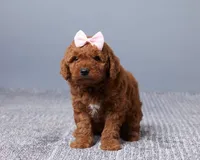 Miniature- Mallows, a female Goldendoodle for sale in Los Angeles, CA – Photo 1 of 3