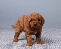 Miniature- Mallows, a female Goldendoodle for sale in Los Angeles, CA – Photo 3 of 3