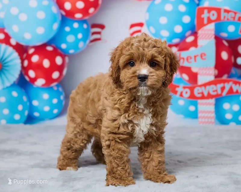 Toffee – Cavapoo puppy for sale in Los Angeles, CA