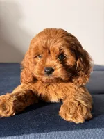 Toy - Coco, a female Cockapoo and Poodle - Toy  for sale in Los Angeles, CA – 3 of 5