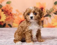Tootsie, a female Cavapoo and Poodle - Toy  for sale in Los Angeles, CA – 4 of 4
