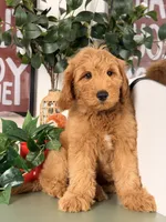 Benji - F1, a male Goldendoodle and Miniature Goldendoodle for sale in Los Angeles, CA – 3 of 9