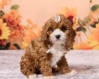 Button, a male Cavapoo and Poodle - Toy  for sale in Los Angeles, CA – 3 of 5
