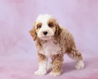 Chestnut, a male Cavalier King Charles Spaniel and Poodle - Toy  for sale in Los Angeles, CA – 3 of 4