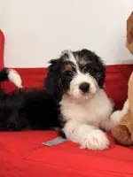 Willow, a female Bernedoodle for sale in Los Angeles, CA – 5 of 6