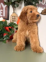Bella - F1, a female Goldendoodle and Miniature Goldendoodle for sale in Los Angeles, CA – 8 of 10