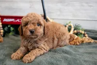 Micro - Muffin, a female Goldendoodle and Poodle - Toy  for sale in Los Angeles, CA – 3 of 3