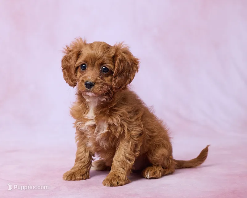 Mocha – Cavapoo, Poodle - Toy  puppy for sale in Los Angeles, CA