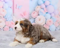 Twinkle, a female Miniature Bernedoodle for sale in Los Angeles, CA – 5 of 5