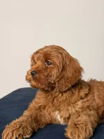 Aurora, a female Cavapoo and Poodle - Toy  for sale in Los Angeles, CA – 6 of 6
