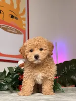 Archie, a male Poodle - Toy  for sale in Los Angeles, CA – 1 of 10