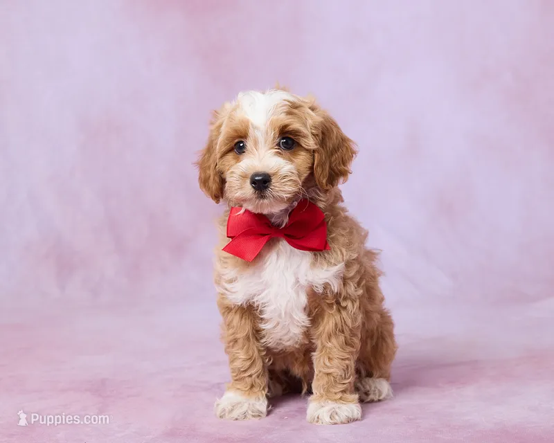 Maple – Cavalier King Charles Spaniel, Poodle - Toy  puppy for sale in Los Angeles, CA