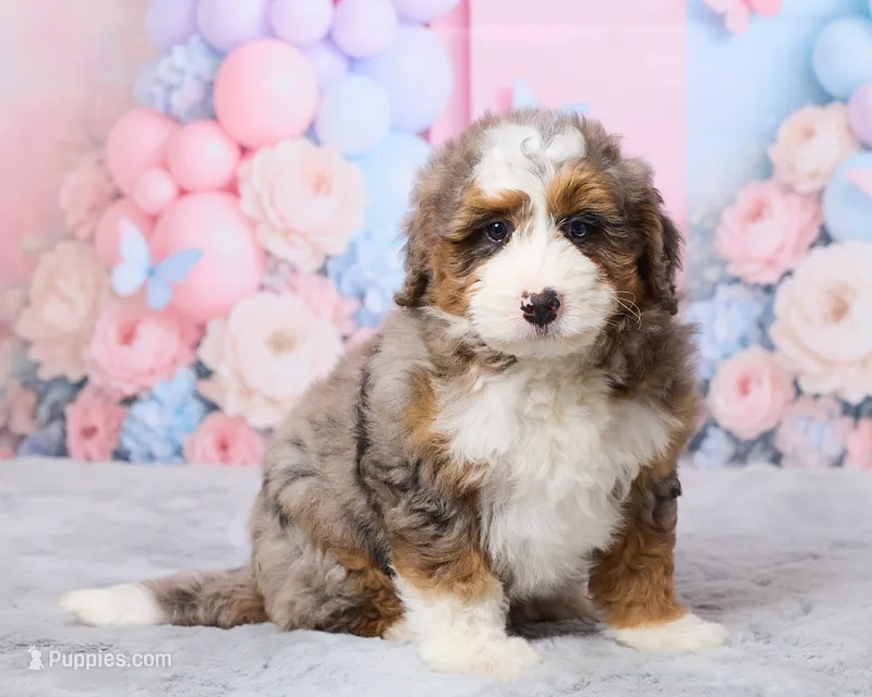 Twinkle – Miniature Bernedoodle puppy for sale in Los Angeles, CA