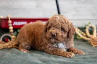 Micro - Teddy, a male Goldendoodle and Poodle - Toy  for sale in Los Angeles, CA – 3 of 3