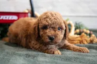 Micro - Muffin, a female Goldendoodle and Poodle - Toy  for sale in Los Angeles, CA – 2 of 3